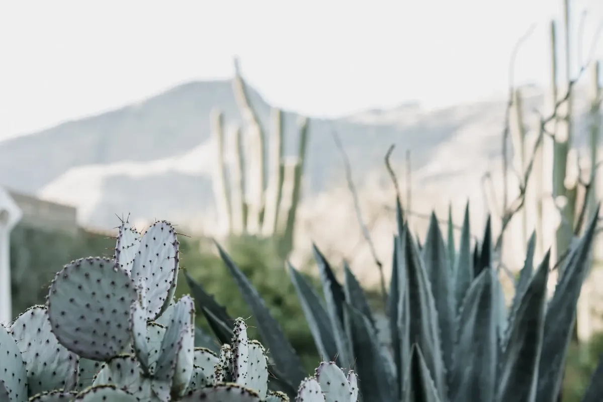 Hero image of cactus and a canyon